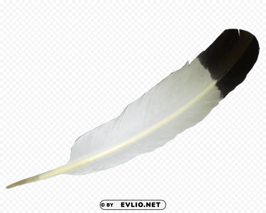 transparent white balck feather PNG Image Isolated on Clear Backdrop