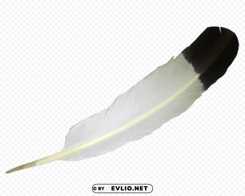 Transparent White Balck Feather PNG Image Isolated On Clear Backdrop