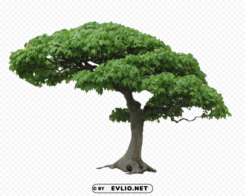 Tree Transparent Background Isolated PNG Figure