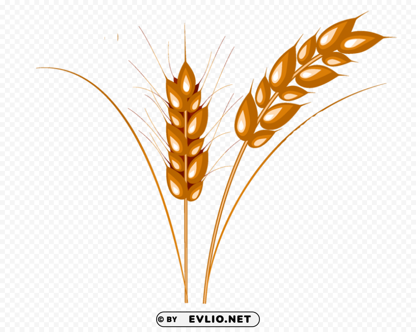 Wheat PNG graphics with alpha transparency broad collection
