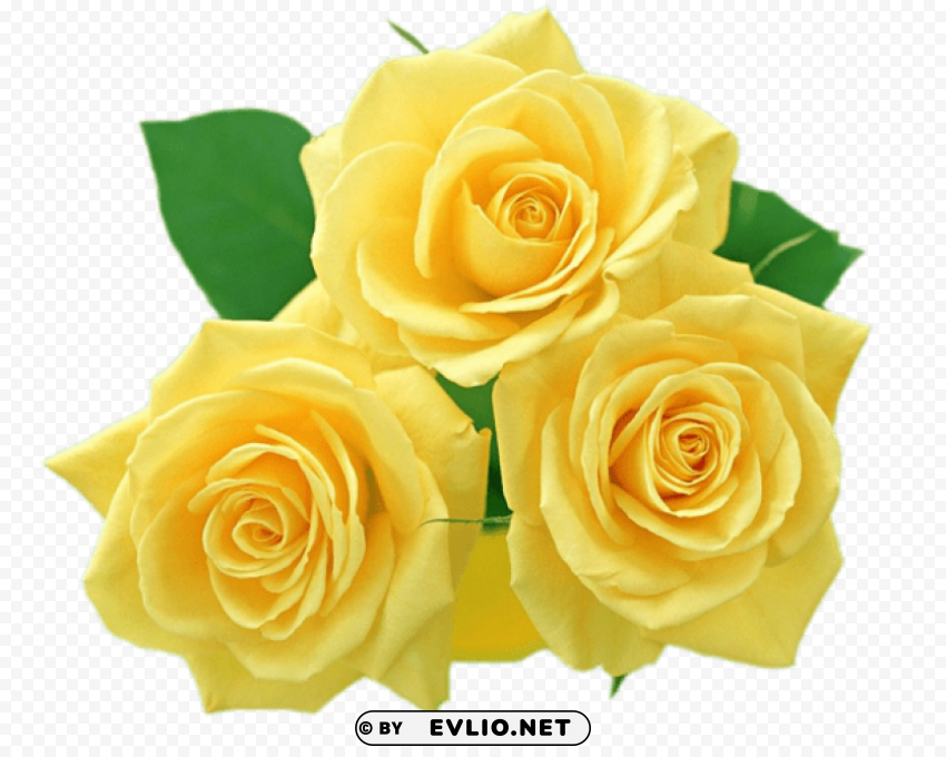 yellow roses Isolated PNG Graphic with Transparency