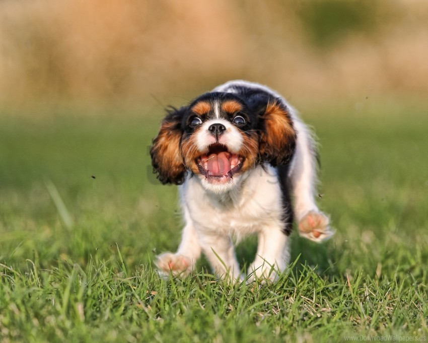 grass jumping puppy running wallpaper CleanCut Background Isolated PNG Graphic