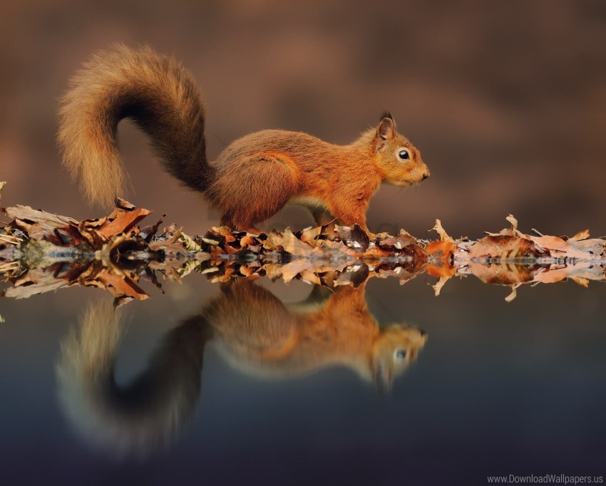animal reflection squirrel wallpaper PNG images with no attribution