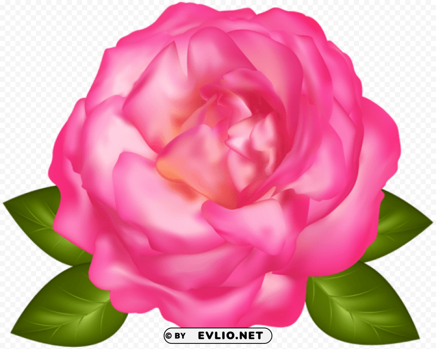 beautiful pink rose PNG for educational use