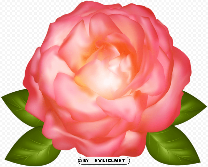 beautiful pink rose transparent PNG files with no background assortment