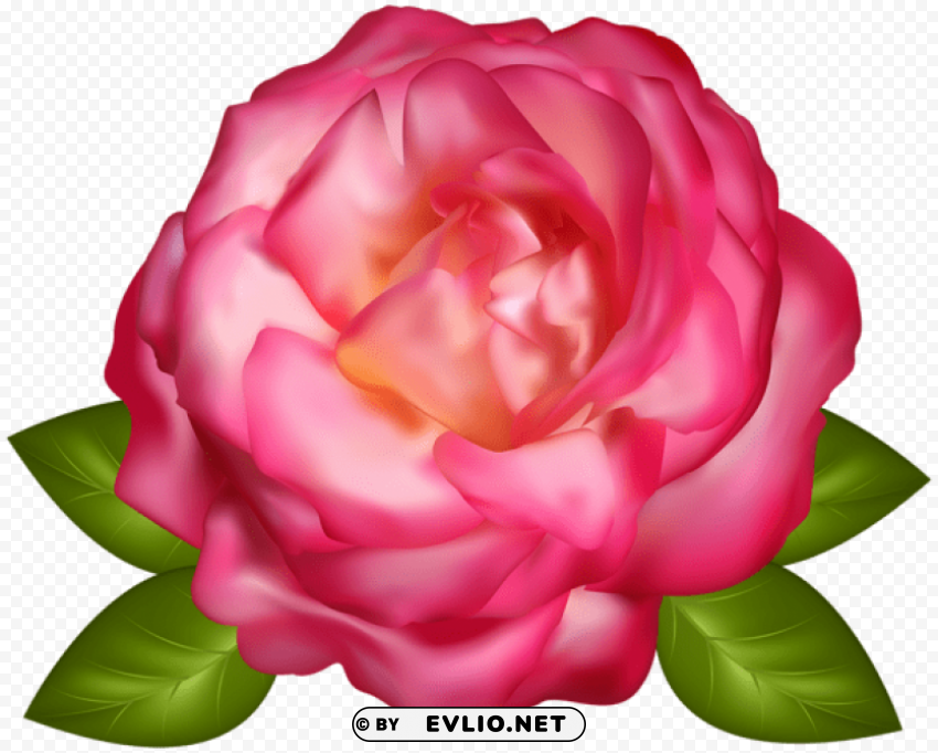 beautiful pink rose transparent PNG for blog use