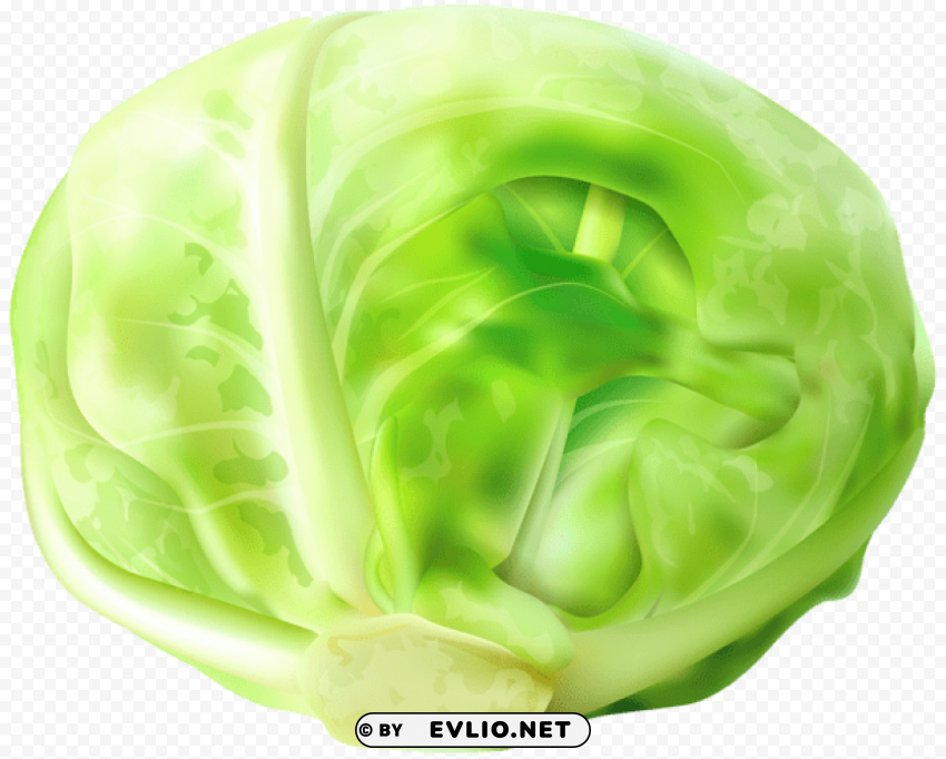 Cabbage Free PNG Transparency