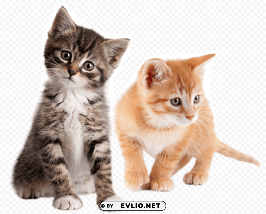 cute kittens free s Isolated Character in Transparent PNG Format