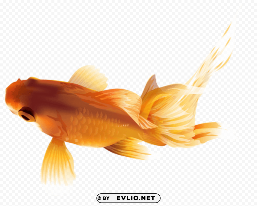 goldfish PNG transparent photos comprehensive compilation