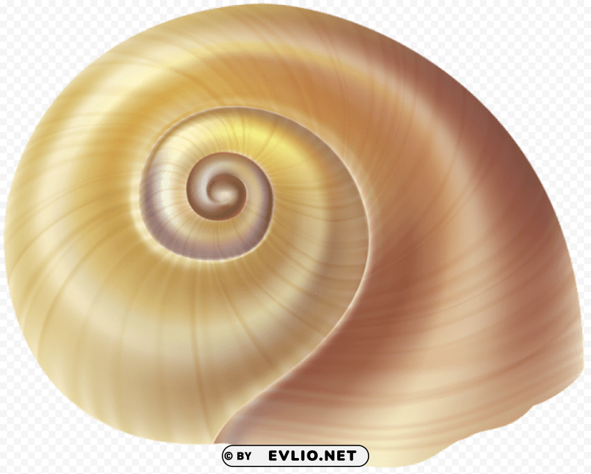 sea snail shell Transparent PNG images for design