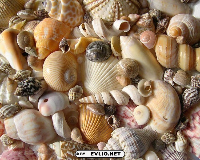 seashells HighQuality Transparent PNG Isolated Art