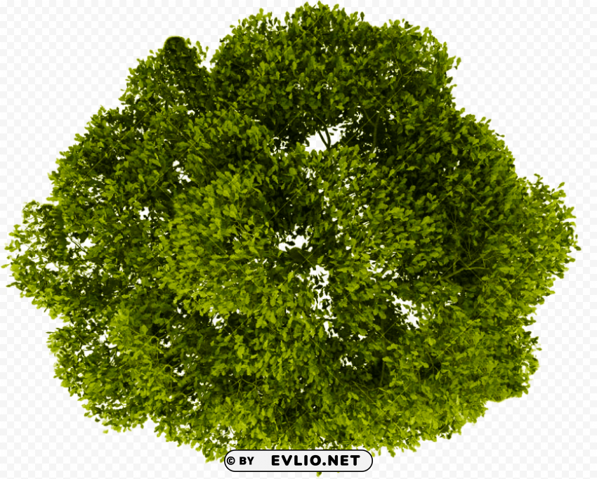tree plan view PNG download free