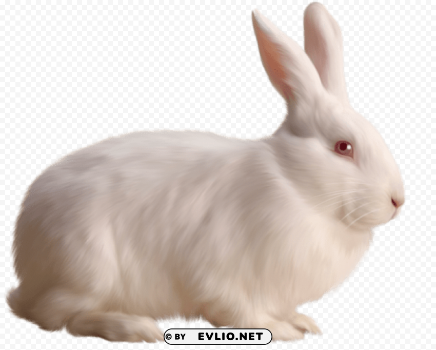 white rabbit free Isolated Element with Clear Background PNG