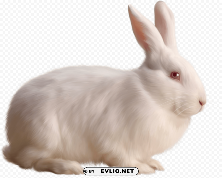 Albino Rabbit PNG Image With Clear Background Isolated
