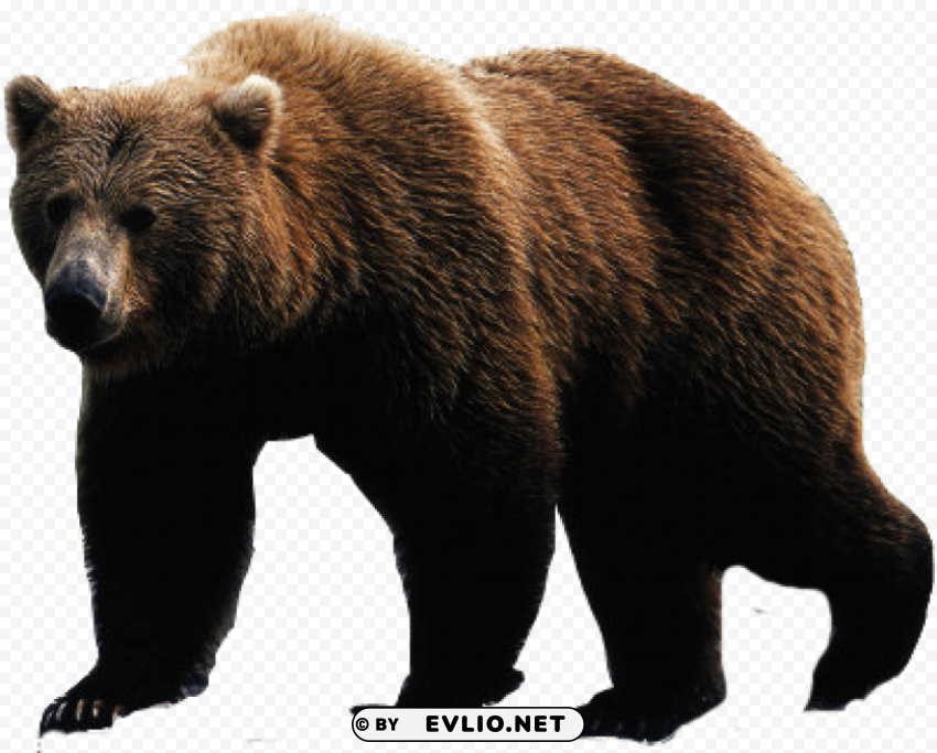 Bear Isolated Icon With Clear Background PNG