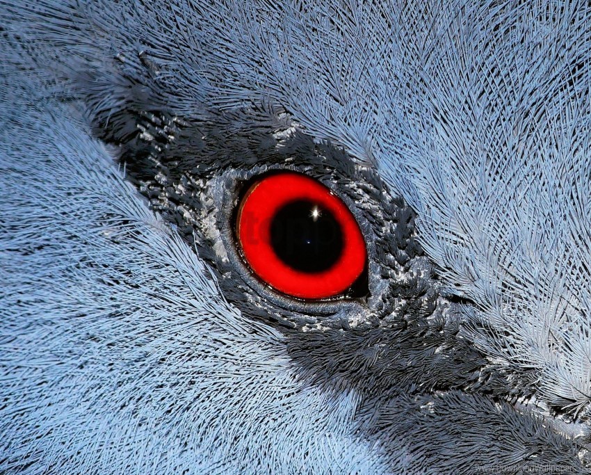 bird eyes feathers wallpaper PNG transparent vectors