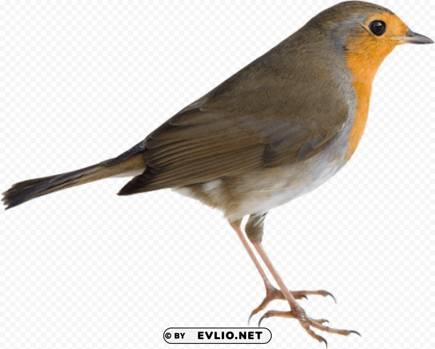 birds PNG Graphic Isolated with Clarity