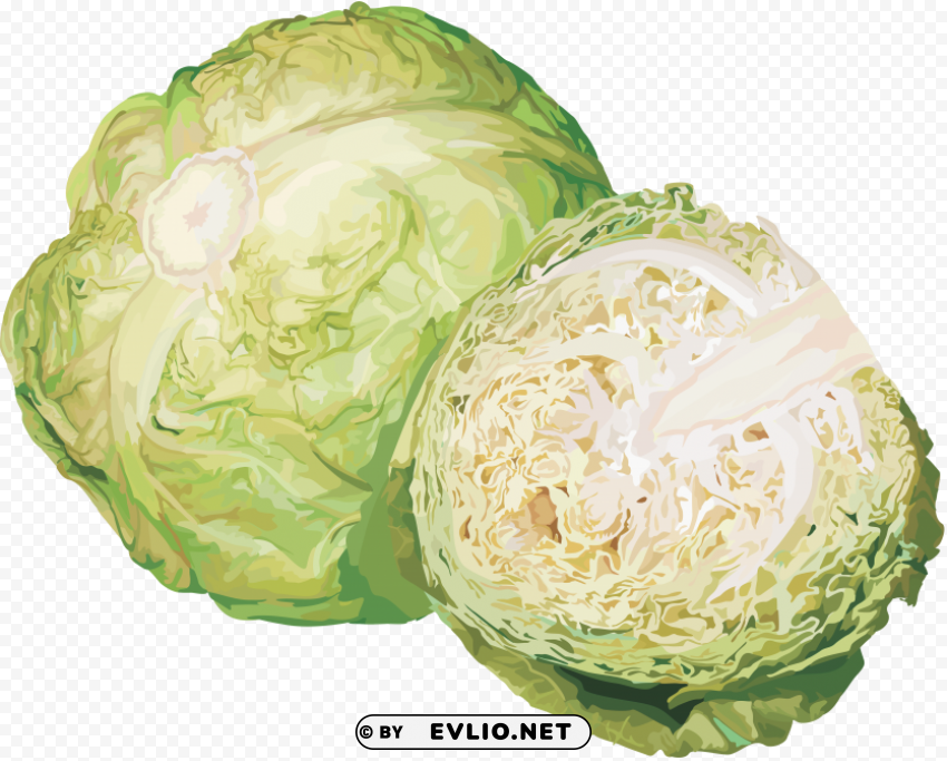 cabbage PNG for use
