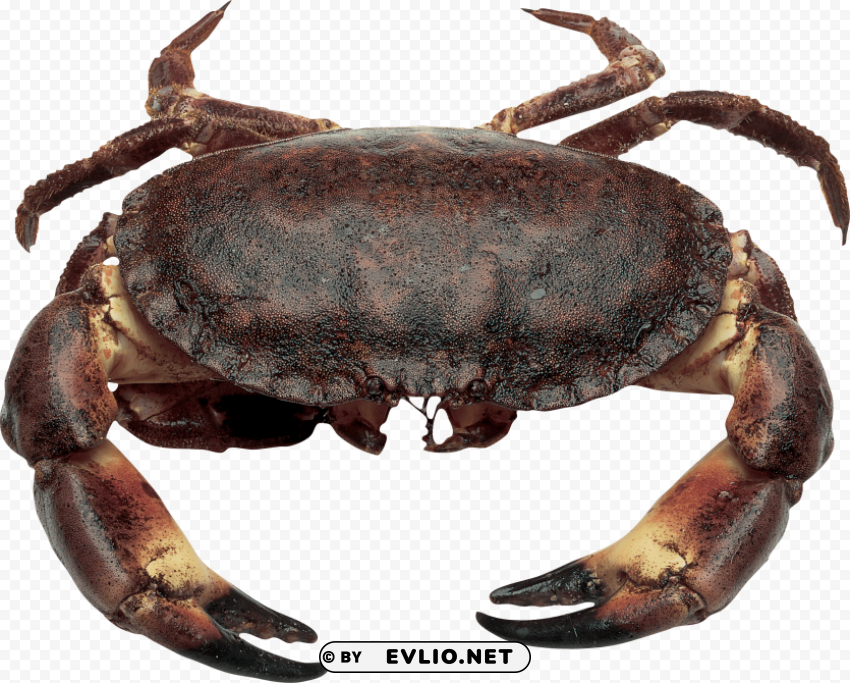 Crab Isolated Character On Transparent Background PNG