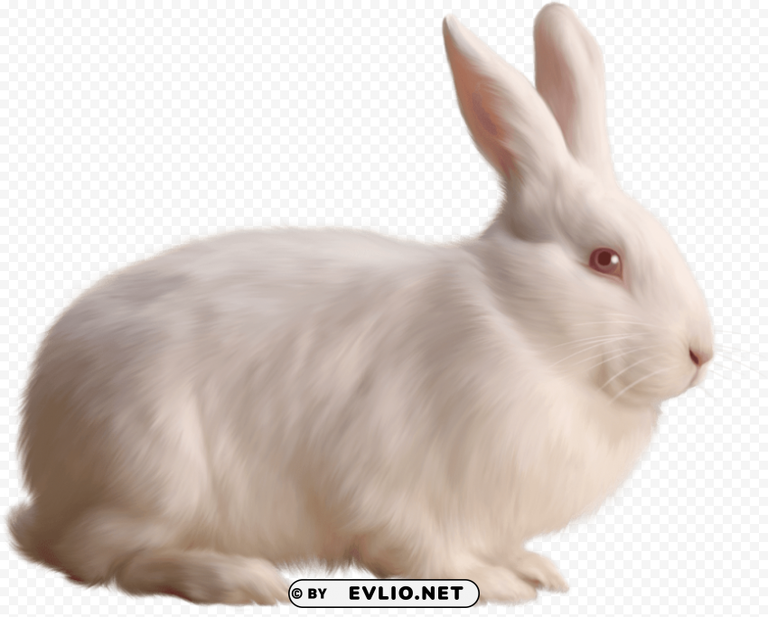 rabbit single white PNG pics with alpha channel png images background - Image ID 6b24131c