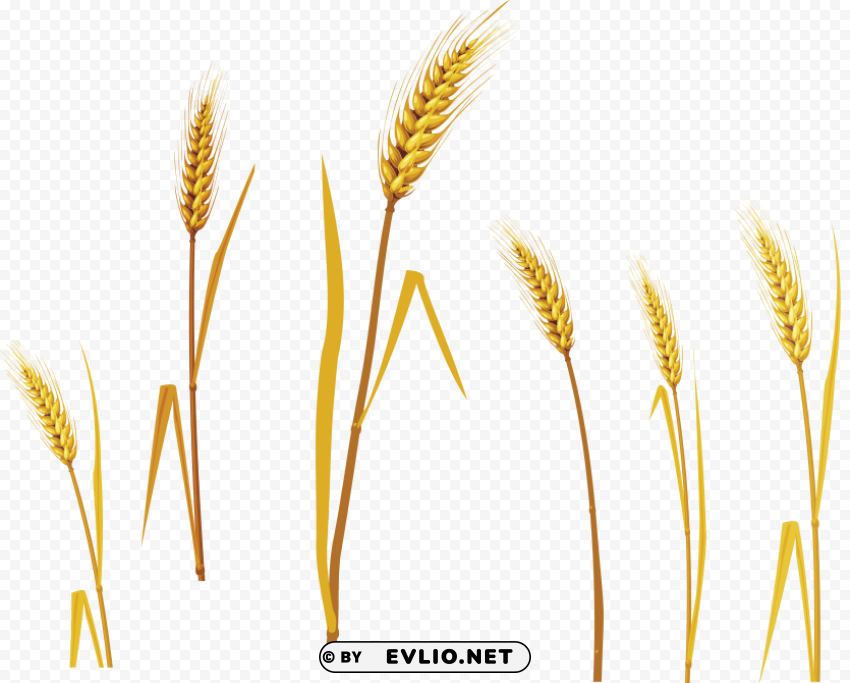 wheat Isolated Character in Transparent Background PNG
