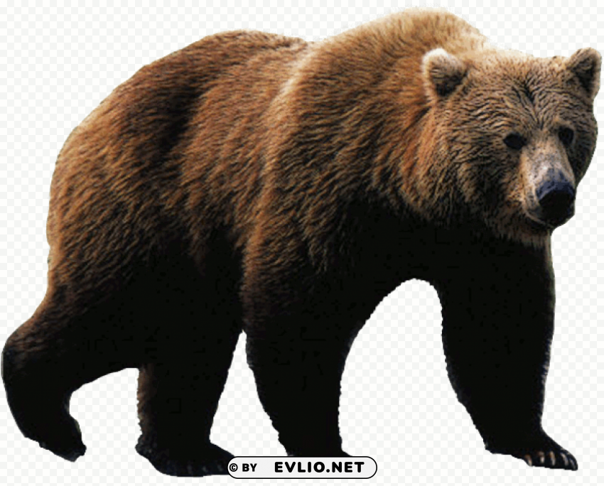 Bear Isolated Icon On Transparent PNG