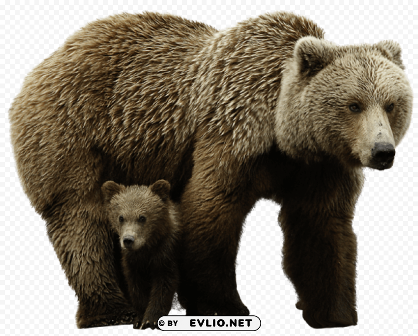 bear Isolated Illustration in Transparent PNG png images background - Image ID 7c255e86