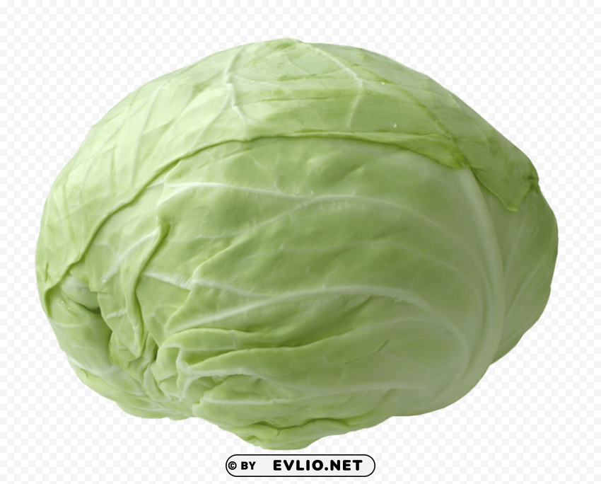 fresh cabbage PNG Graphic with Clear Isolation
