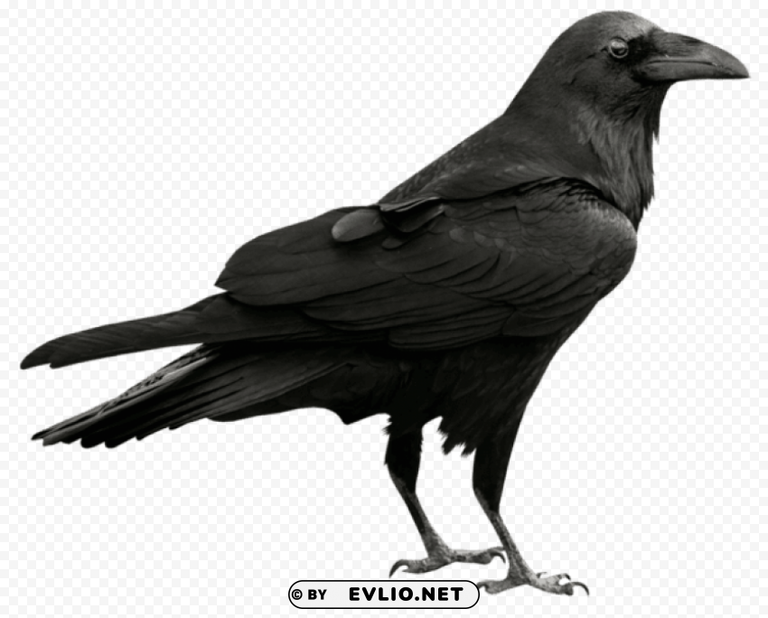 ravenpicture Isolated Artwork in Transparent PNG Format