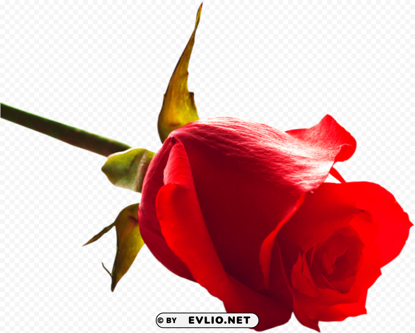 rose image now PNG with clear background set PNG transparent with Clear Background ID 910d0328