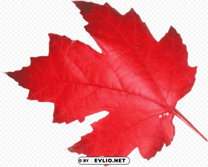  canadian maple leaf Transparent PNG graphics complete collection