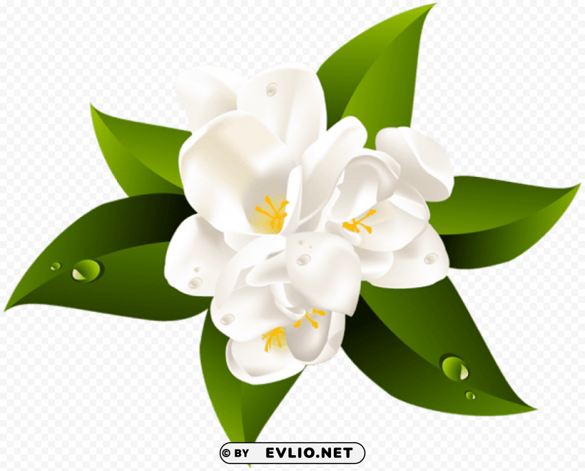 PNG image of white flower transparent Clean Background Isolated PNG Graphic Detail with a clear background - Image ID 97810cbf