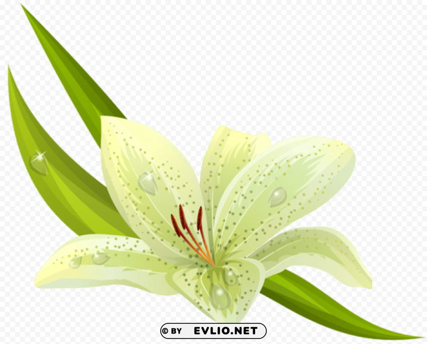 white lilium PNG graphics with clear alpha channel