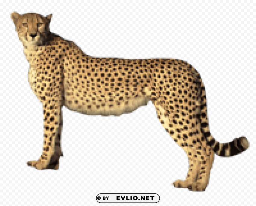 cheetah PNG for digital art