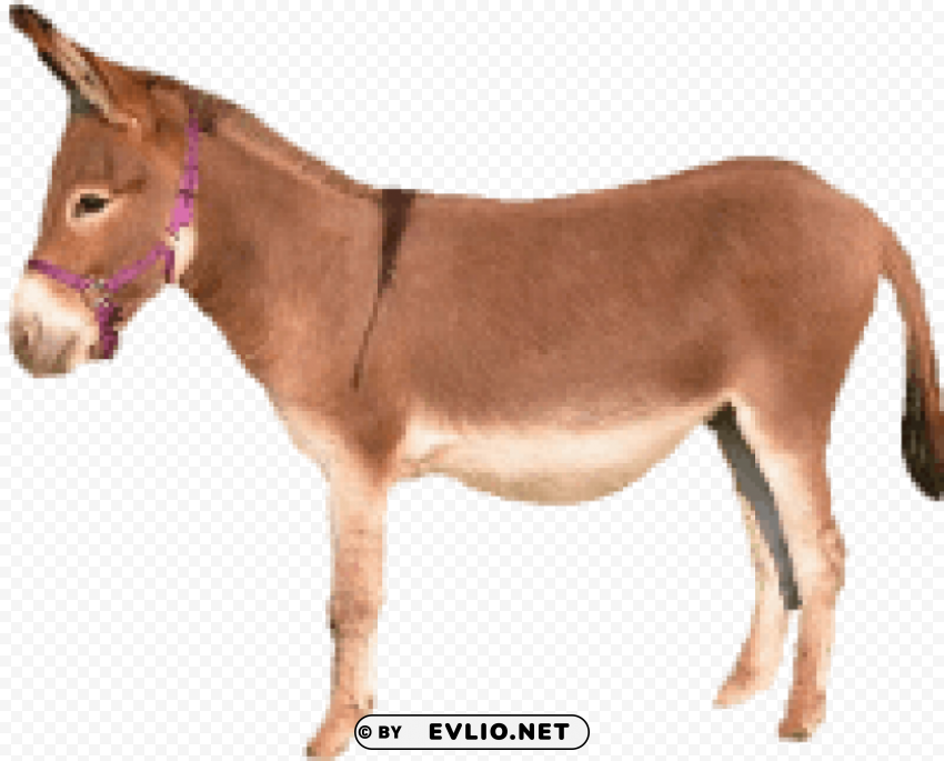 donkey PNG for Photoshop
