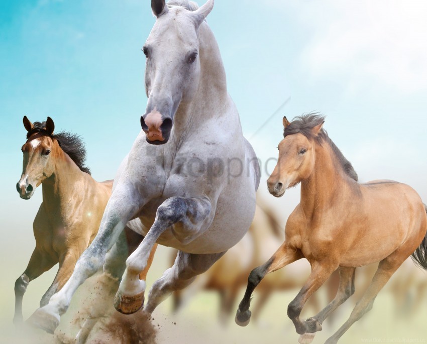 freedom horses running wallpaper PNG with transparent bg