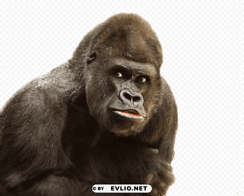 gorilla close up PNG Image with Transparent Isolated Graphic