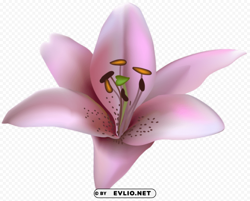 pink lilium Transparent Background Isolated PNG Art