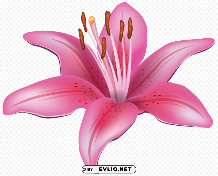 pink lily flower PNG images with no fees