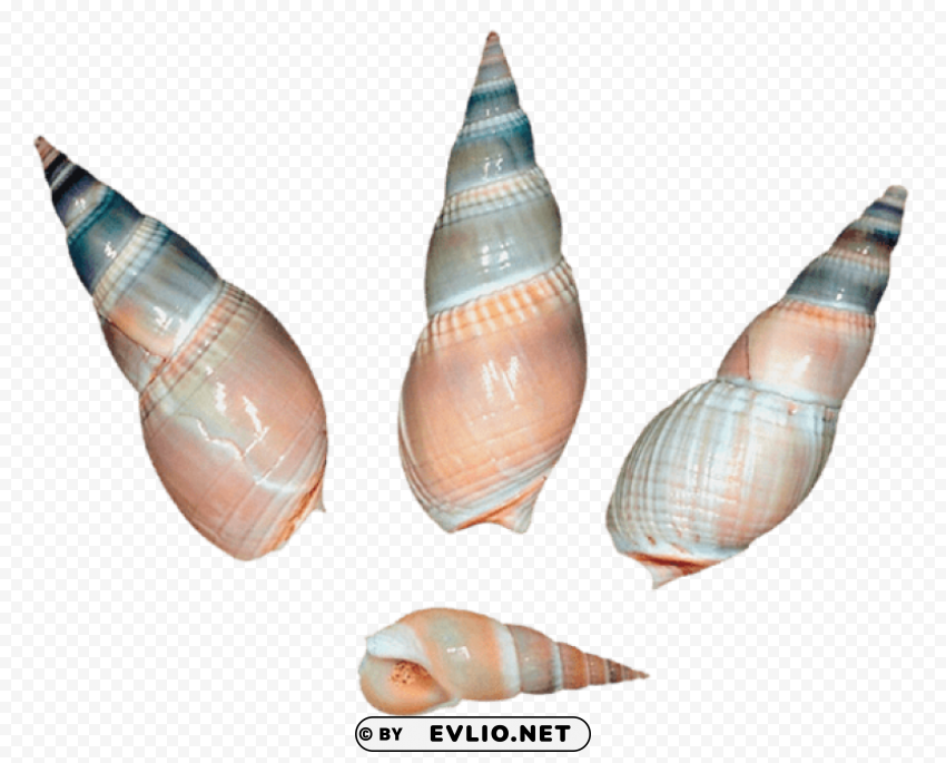 sea snail shells Clean Background Isolated PNG Graphic