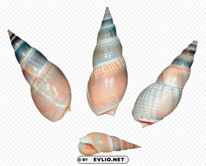 Sea Snail Shells Clean Background Isolated PNG Graphic