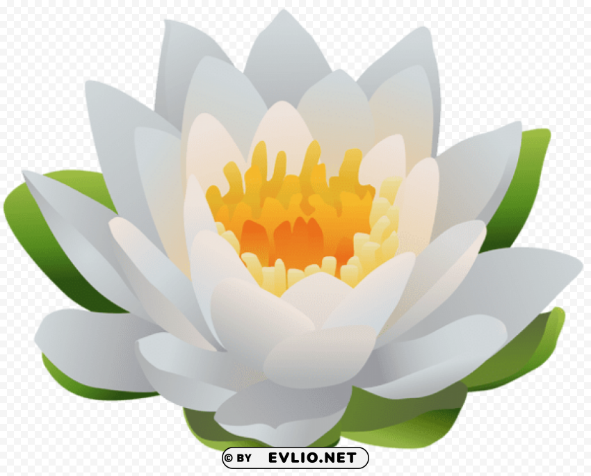 water lily PNG files with no backdrop pack
