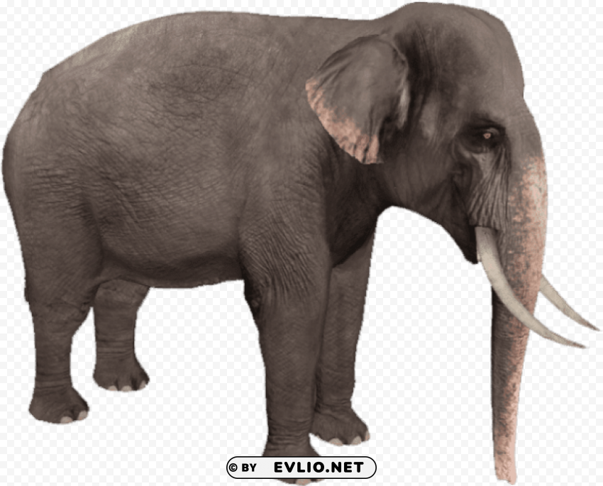 zoo tycoon asian elephant Alpha PNGs