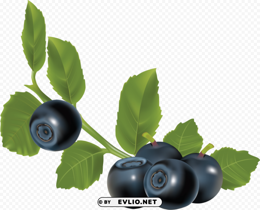 blueberrys with leaves PNG transparent images for websites