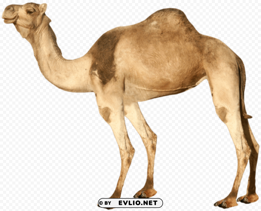 camel Isolated Item with Transparent PNG Background