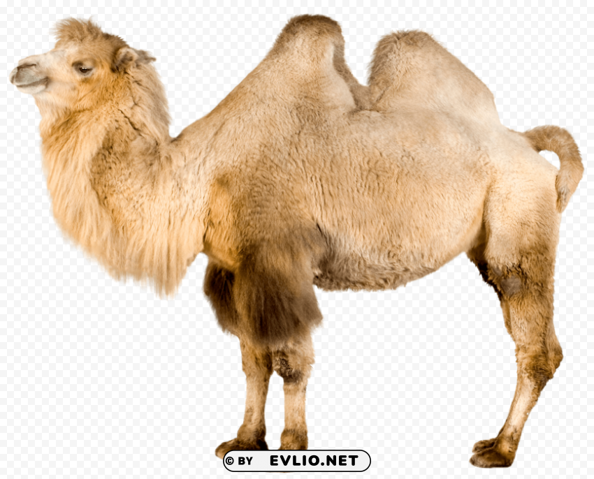 camel PNG graphics