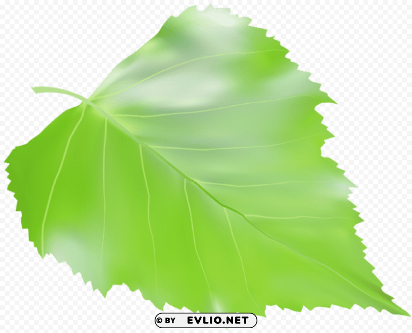 birch leaf transparent PNG graphics with clear alpha channel selection