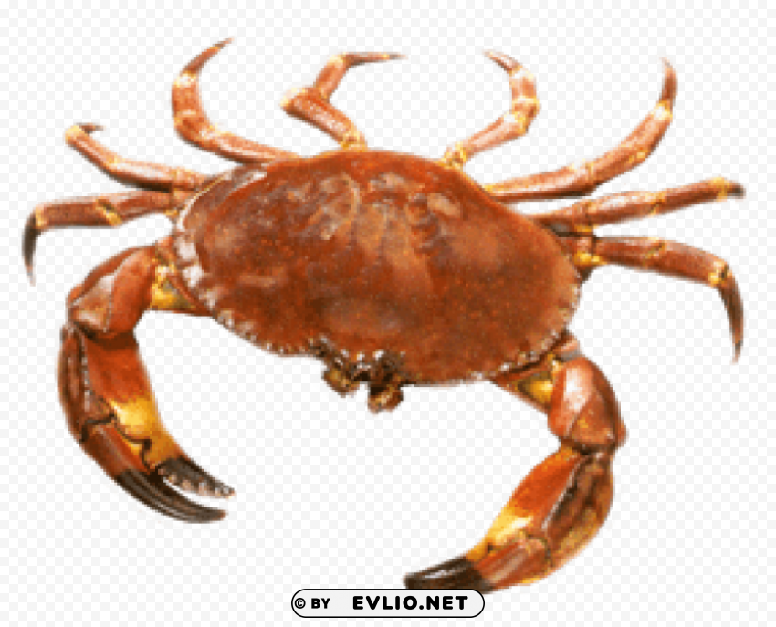 crab HighResolution Transparent PNG Isolated Element