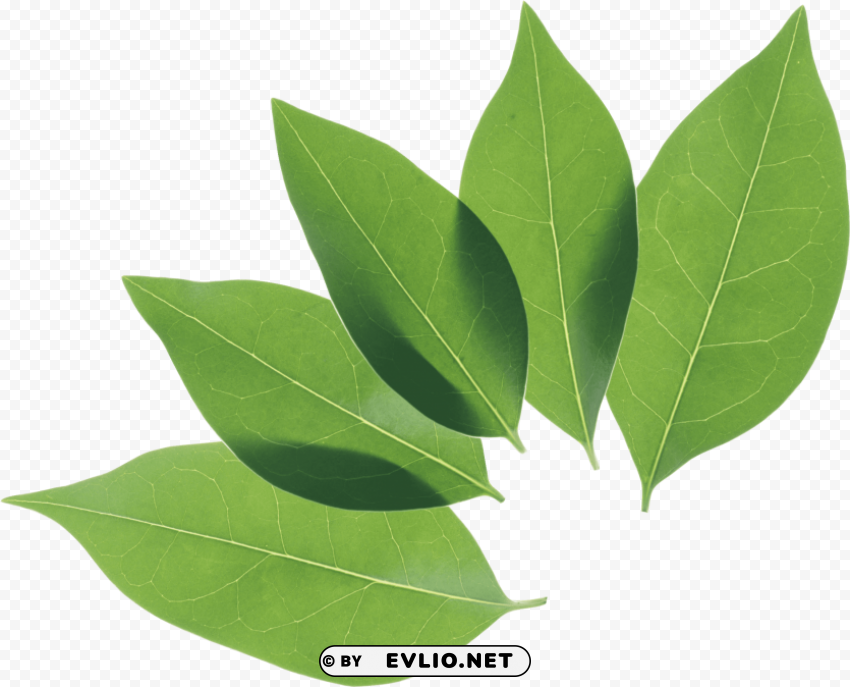 green leaves Transparent PNG pictures archive