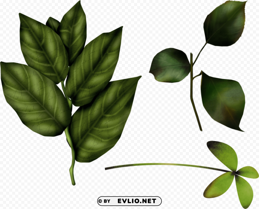 green leaves HighQuality Transparent PNG Isolated Element Detail